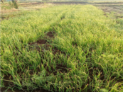 Friendnatormale member